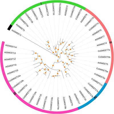 SWEET Transporters and the Potential Functions of These Sequences in Tea (Camellia sinensis)